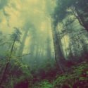 Forest Bathing: Reduce Stress with a Walk in the Woods