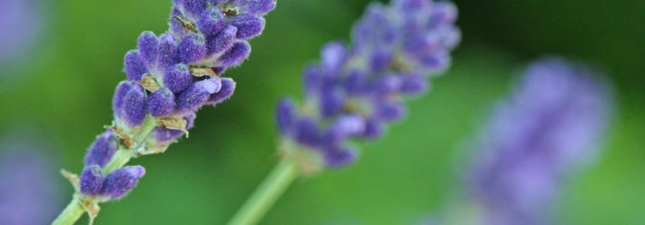 The Best Healing Herbs You Need to Know About